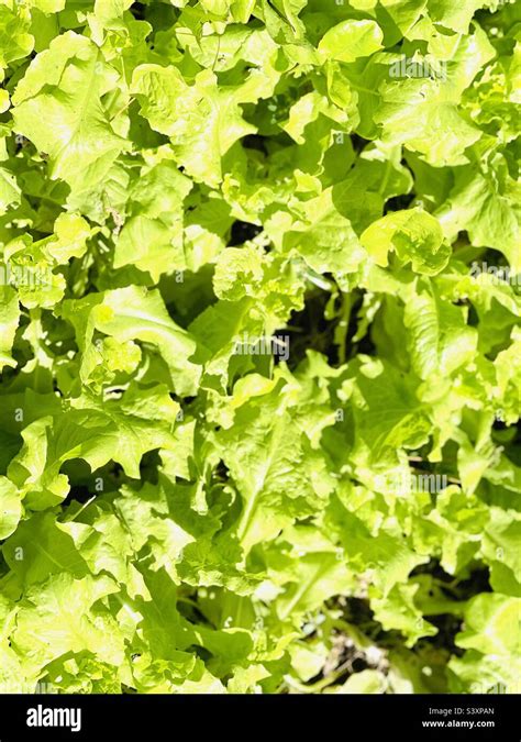 Leafy Green Lettuce Growing Stock Photo Alamy