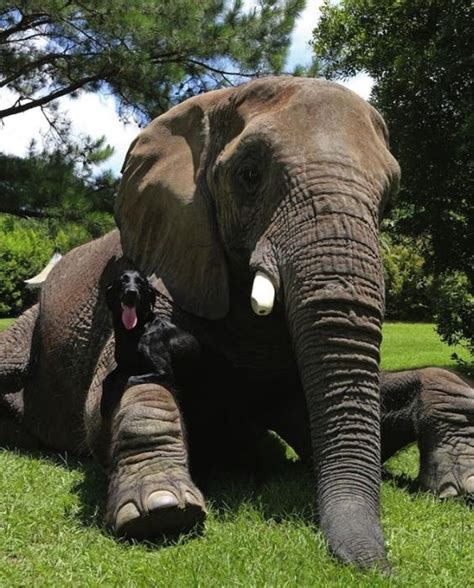 This Elephant And Dog Are Best Friends Forever Animals