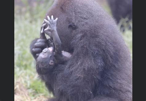 Baby Gorilla Born At Audubon Zoo Last Week Has Died We Are