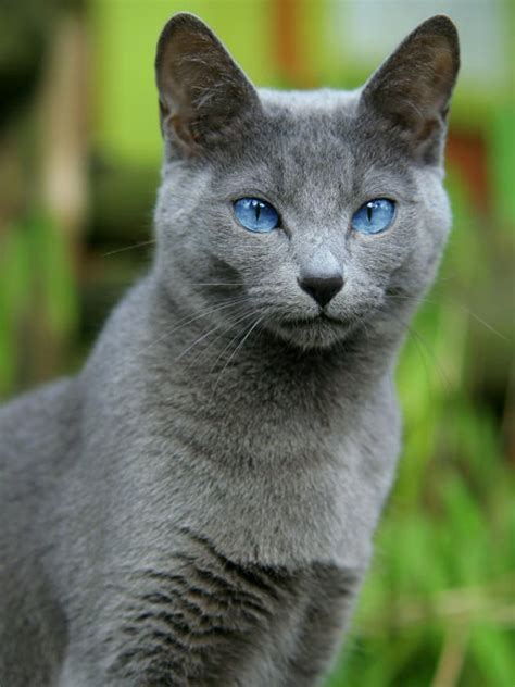 Russian Blue Cat Utility More