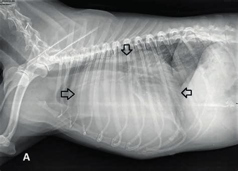 Thoracic Radiographs Of The Dog Depicting An Enlarged Globoid Cardiac