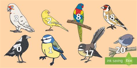 Cute Bird Template Numbers 0 To 20 Maths Primary