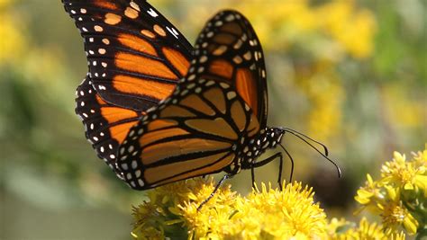 Iowa launches plan to save threatened Monarch butterflies
