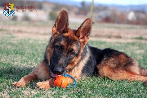 Sold Young Show Quality Male German Shepherd Breeder