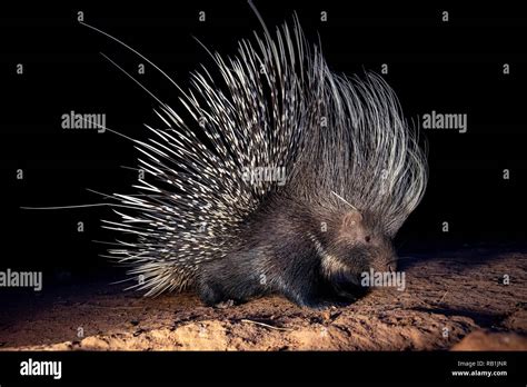 South American Porcupine