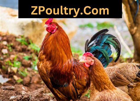 Stop A Rooster From Crowing Guideline Zpoultry