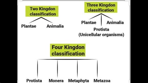 Lecture 8 Class Xi Ch 2 Biological Classification Four Kingdoms