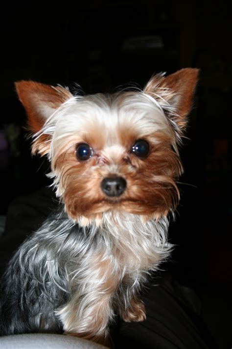 Pin By Betsy Sibley On Yorkie Love Yorkie Yorkie Lovers Yorkshire