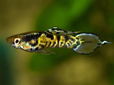 Yellow Tiger Guppy Males Get It From Https Aquafood Co Uk Product