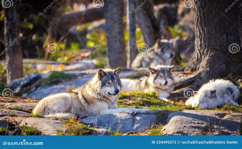A Pack Of North American Gray Wolf Resting At Sunset Stock Photo