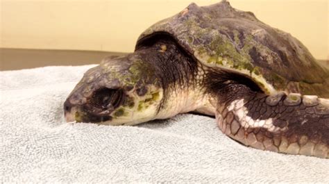 Critically Endangered Sea Turtle Found At Plemont Channel Itv News