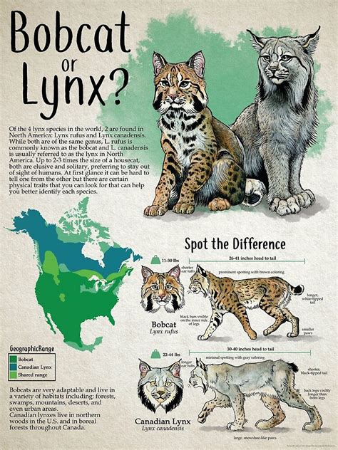 Bobcat Lynx Rufus Classification Taxonomy With Chart ZOHAL