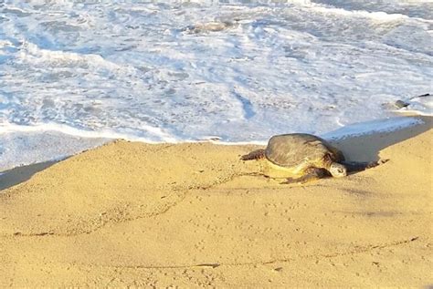 Turtle Beach In Maui 🐢 Hookipa Beach Turtles 🐢 Where To See Turtles On