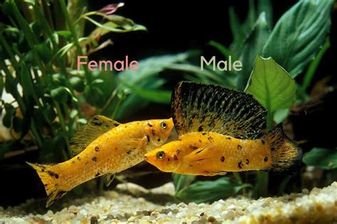 How To Tell If A Molly Is Male Or Female