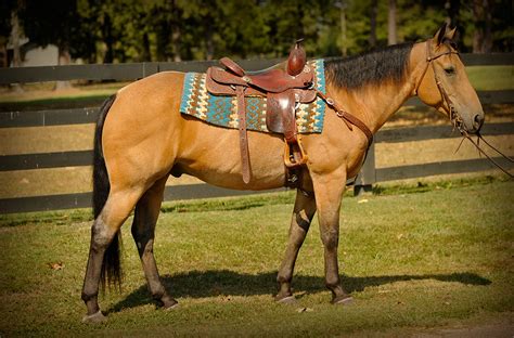 2020 buckskin aqha quarter horse colt. Buck | Horse of My Dreams