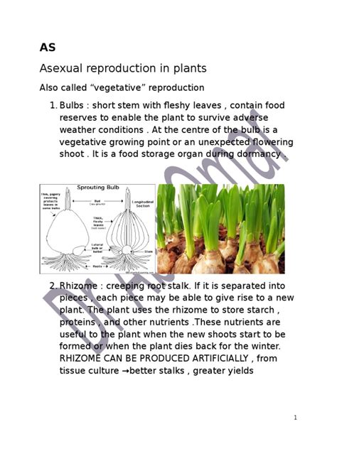 As Asexual Reproduction Pdf Bulb Regeneration Biology