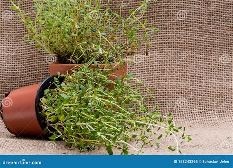 Potted Organic Thyme Plant With Roots In Fertilized Soil On Natural