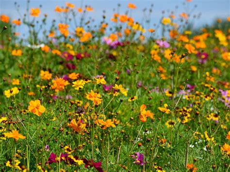 What Is Meadow Turf Wildflower Meadow Lawn Areas For