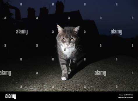 Tabby Cat Prowling At Night Stock Photo Alamy