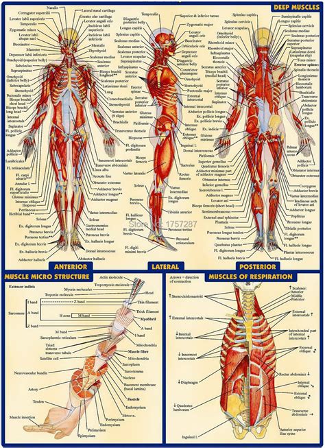 Muscular System Diagram Visual Diagram