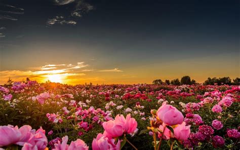 Sunset Peonies Pink Flower Pc Wallpaper Hd Nature Download Flower