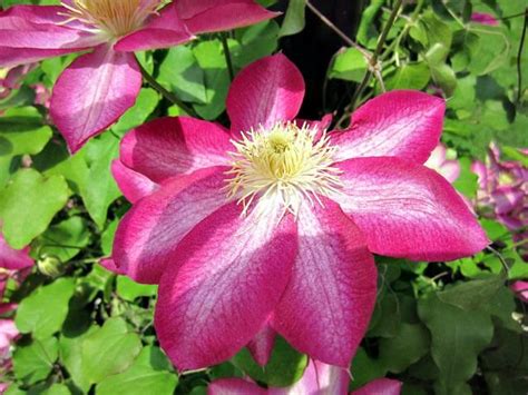 Clematis Vine Growing Tips And Care On Sutton Place Hardy Perennials