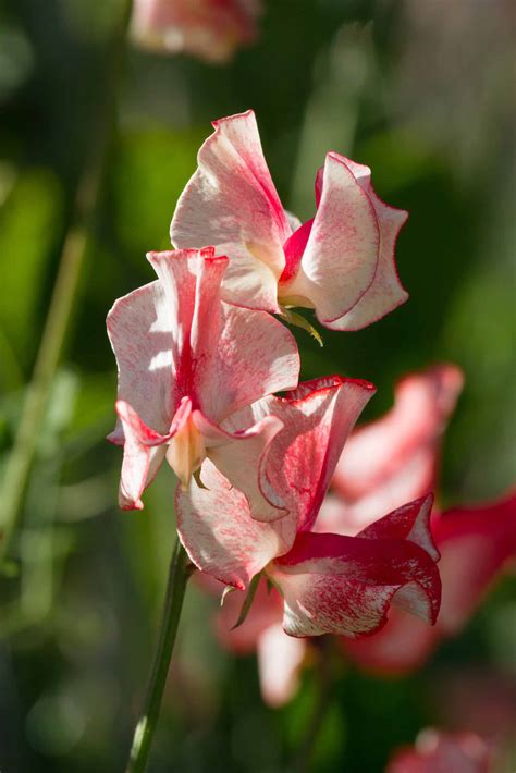 How to sow sweet peas for the best results - The English Garden