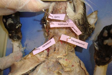 Transcribed image text from this question. Cat Dissection Labeled