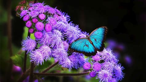 Blue Butterfly Is Sitting On Purple Flowers Hd Butterfly