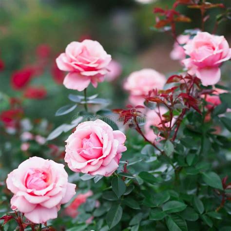Beautiful Fresh Rose In Gardenpetal Blooming Rose Bud Bouquet Stock