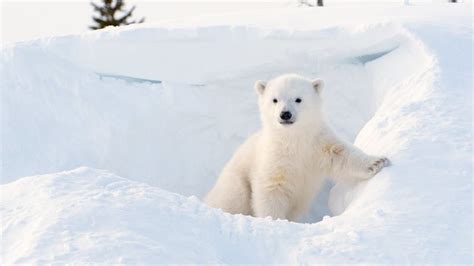 Share Petition · U S Fish And Wildlife Service Stop Arctic Drilling