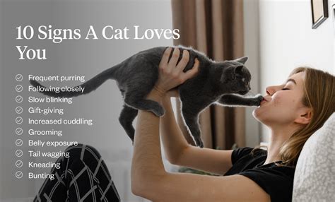 10 Signs Your Cat Loves You Feline Affection Explained Dutch