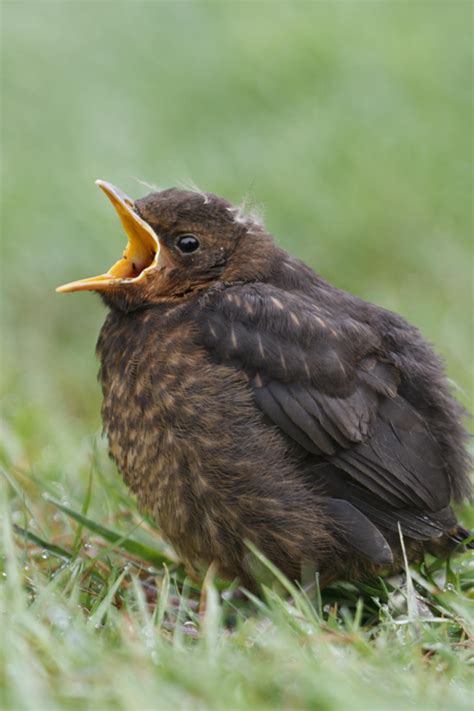 Free Photo Female Blackbird Audacious Bird Black Free Download