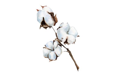 Cotton Png Images Transparent Background Png Play