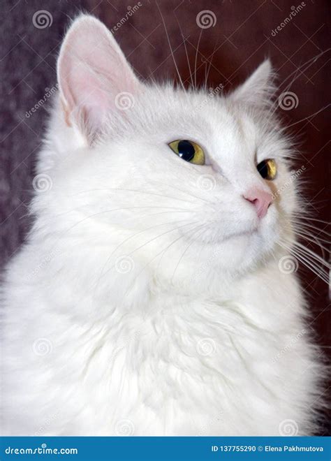 Pictures Of White Fluffy Kittens Cute White Fluffy Kitten Aww