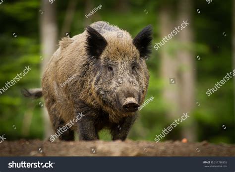 Wild Boar In Forest Stock Photo 311788355 Shutterstock
