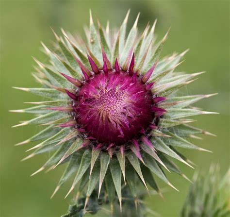 Thistle Head Opening Musk Thistles Carduus Nutans Flickr