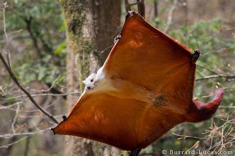 A Red And White Giant Flying Squirrel Gliding Through The Trees In