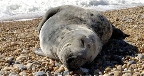A Seal Has Been Seen Sunbathing On Brighton Beach