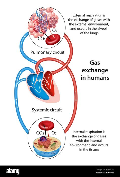 Gas Exchange Occurs At Two Sites In The Body In The Lungs And At The