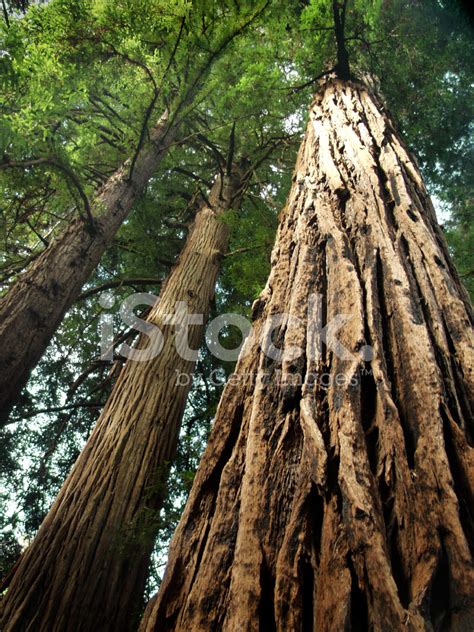 Ancient Redwoods Muir Woods California Stock Photo Royalty Free