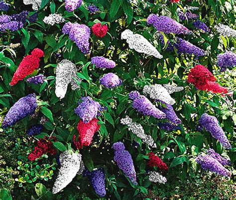 Butterfly Bush Mix Buddleia Davidii Seeds