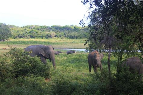 Kumana National Park Lahugala Vacation Rentals And More Vrbo