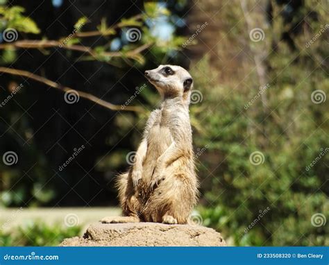 Meerkat Sentry Stock Photo Image Of Deer Standing 233508320