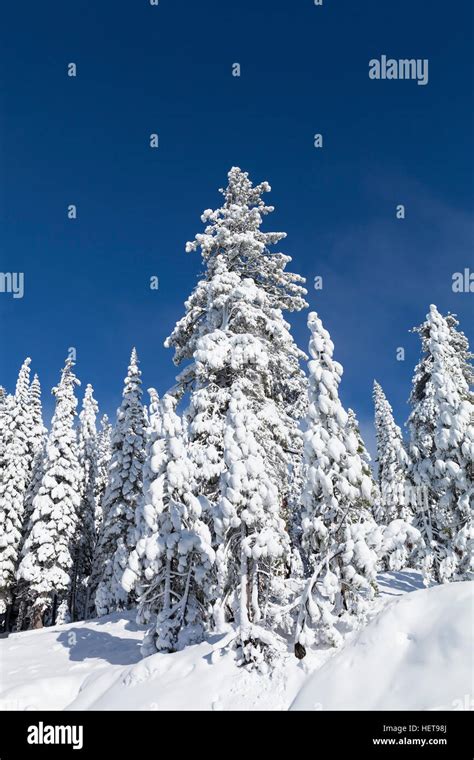 Snow Covered Pine Trees Near Lake Tahoe Ca With Blue Sky Stock Photo