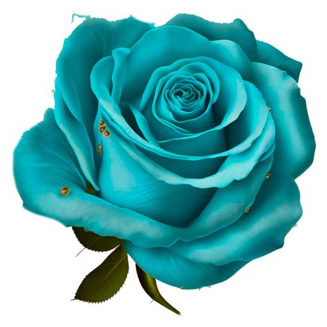 Blue Rose Png 23506401 Png