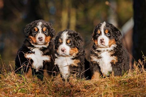 Berner Sennenhund Fotos Und Bilder