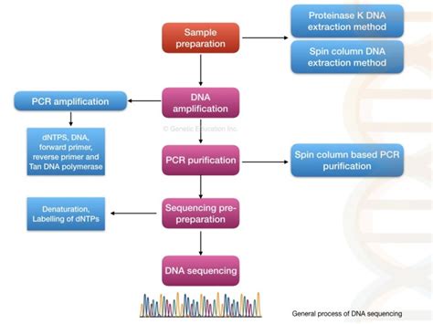 Dna Sequencing History Steps Methods Applications And Limitations