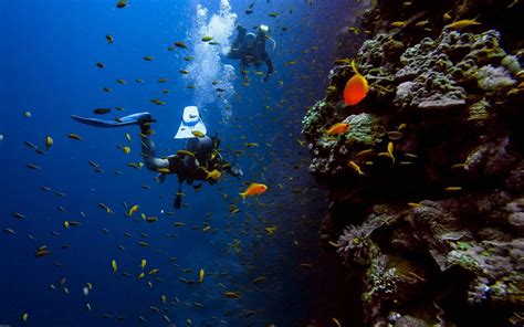 Top Koh Tao Diving Sites Travel Dudes