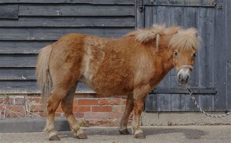 Shetland Pony - A-Z Animals